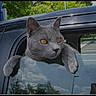 animal, car, car_window, cat, funny, fur, gray_cat, looking_at_camera, outdoor, parking_lot, parking_sign, paws, pet, reflection, sitting, sky, trees, vehicle, whiskers, yellow_eyes