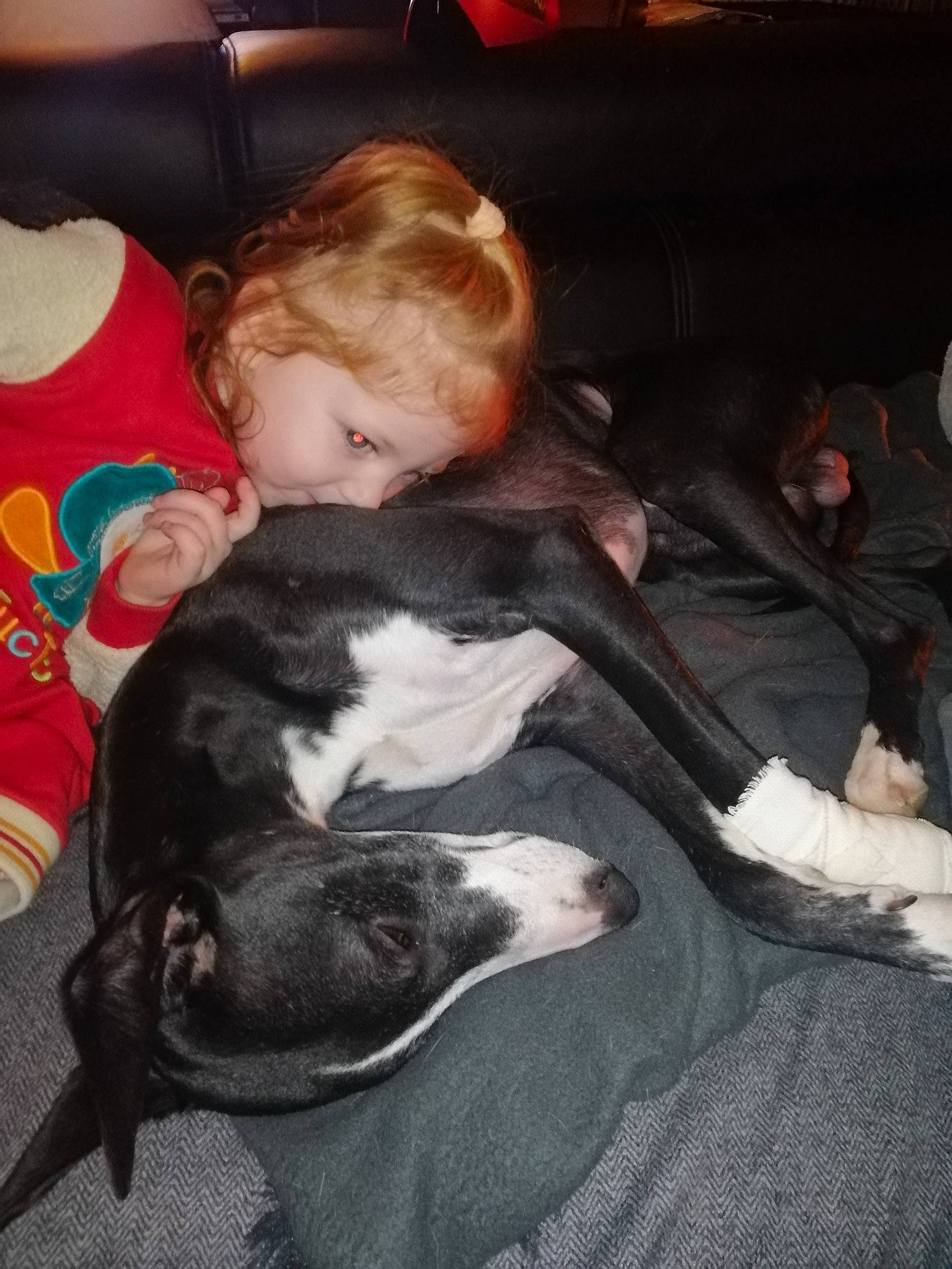 Ombeline a rejoint le concours — aidez-le/la à gagner de superbes lots ! carnivore, child, comfort, companion_dog, couch, dog, dog_breed, felidae, fun, fur, guard_dog, human_leg, lap, linens, person, room, sitting, small_to_medium_sized_cats, tail, toddler