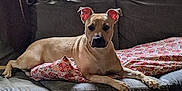 Luna is registered to the contest to win money with this photo: animal, blanket, boxer, bulldog, canine, couch, cushion, dog, dogbed, furniture, homedecor, indoors, interiordesign, person, pet, pillow, pitbull, puppy, sitting, snout