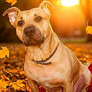 Luna is registered to the contest to win money with this photo: dog, autumn, leaves, sunset, outdoor, pet, collar, animal, nature, fall, brown, red_blanket, sitting, closeup, cute, warm_light, portrait, canine, falling_leaves, background_blur