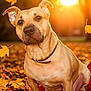 dog, autumn, leaves, sunset, outdoor, pet, collar, animal, nature, fall, brown, red_blanket, sitting, closeup, cute, warm_light, portrait, canine, falling_leaves, background_blur