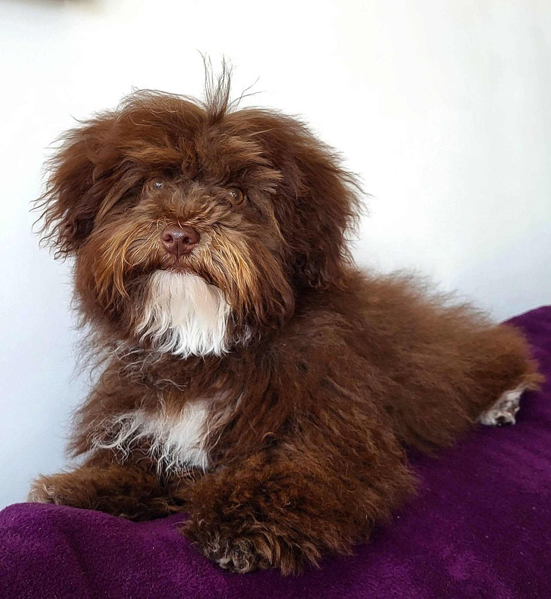 Ty-lô a rejoint le concours — aidez-le/la à gagner de superbes lots ! canidae, carnivore, companion_dog, dog, dog_breed, fawn, fur, liver, maltepoo, non_sporting_group, shih_tzu, small_terrier, snout, sporting_group, terrestrial_animal, terrier, toy_dog, water_dog, working_animal