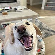 Teddy joined the competition — help win amazing prizes! dog, golden_retriever, pet, happy, tongue_out, mouth_open, indoor, living_room, fur, canine, close_up, animal, cute, smiling, friendly, domestic, house, floor, blanket, staircase