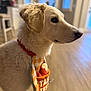 Teddy is registered to the contest to win money with this photo: dog, white_dog, pet, indoor, bib, curious, fluffy, closeup, side_profile, floor, collar, kitchen, domestic, animal, mammal, cute, young_dog, fur, companion, household