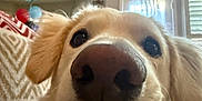 Teddy joined the competition — help win amazing prizes! dog, golden_retriever, close_up, indoor, nose, pet, animal, cozy, blanket, balloon, face, ears, fur, cute, portrait, home, window, light, background, playful