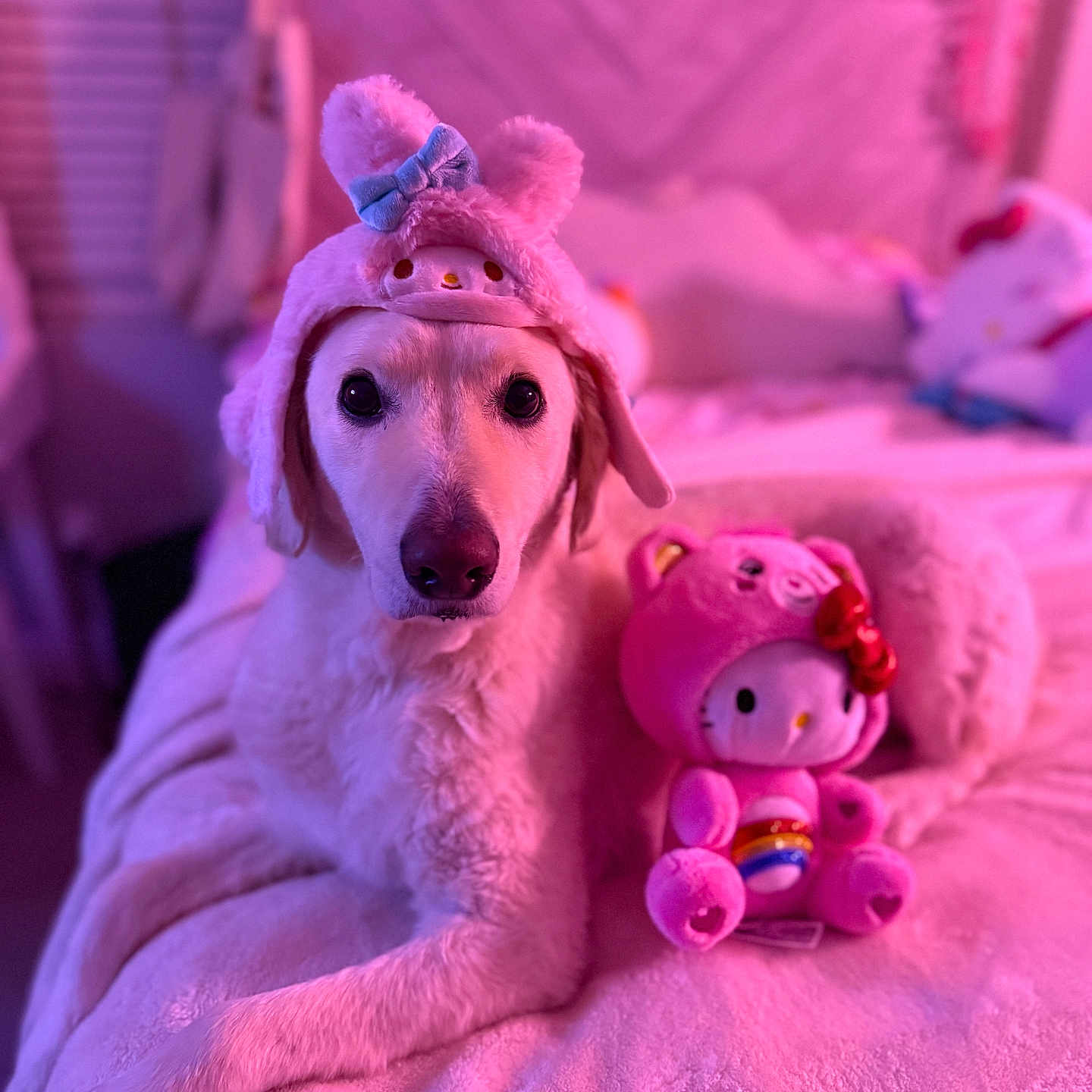 Teddy joined the competition — help win amazing prizes! adorable, animal, bed, bedroom, bunny_ears, costume, cozy, cute, decor, dog, fluffy, hat, indoor, lying_down, pet, pink_light, plush_toy, soft_texture, stuffed_animal, toy