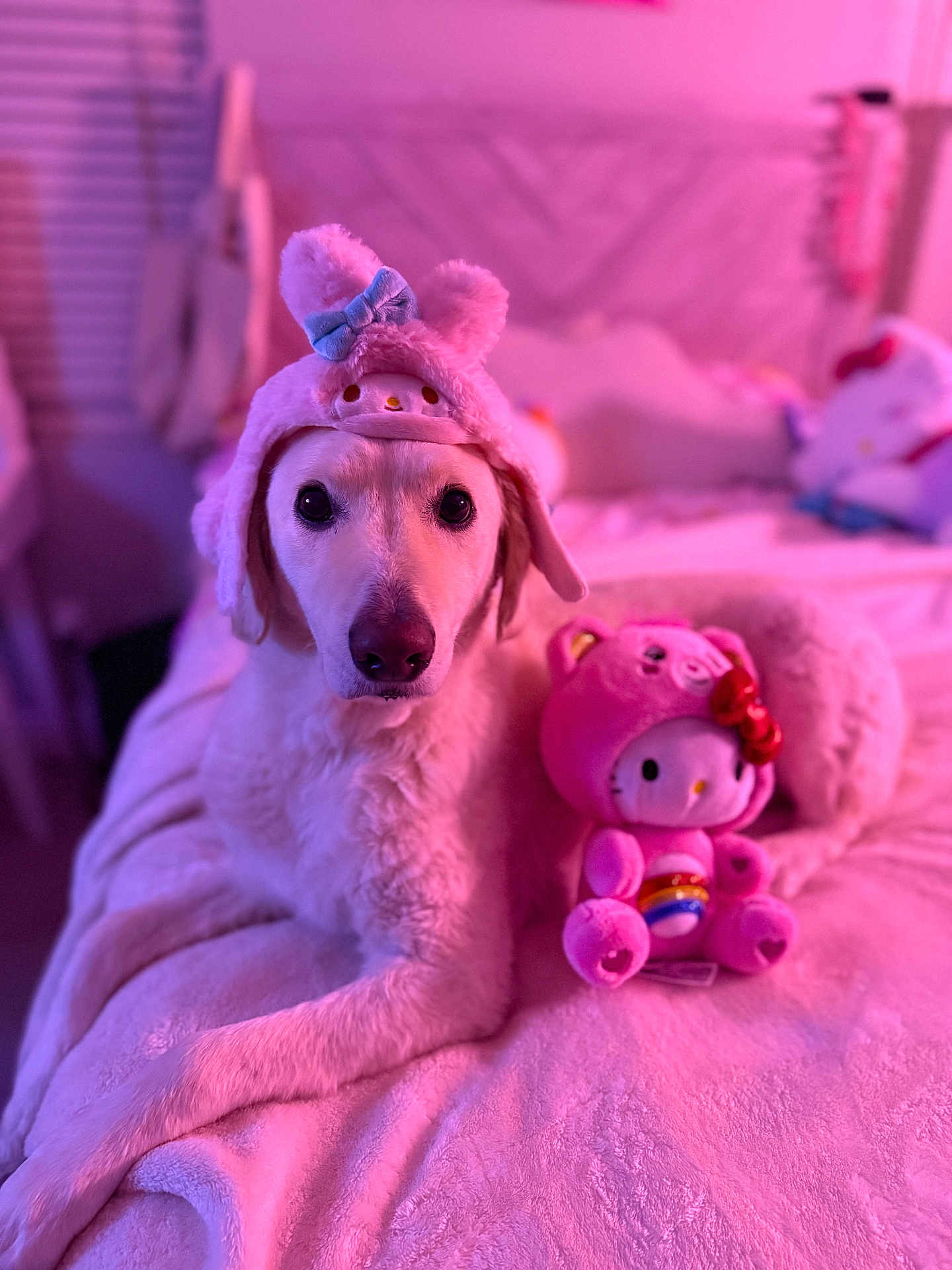 Teddy