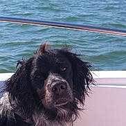 Nougat a rejoint le concours — aidez-le/la à gagner de superbes lots ! dog, dog_breed, dog_breed_group, dog_like_mammal, newfoundland, sea, snout, water