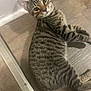 Leo is registered to the contest to win money with this photo: cat, tabby, pet, animal, floor, wooden_floor, indoor, curious, lying_down, strip, threshold, ears, whiskers, fur, paw, looking_up, domestic, feline, striped, closeup