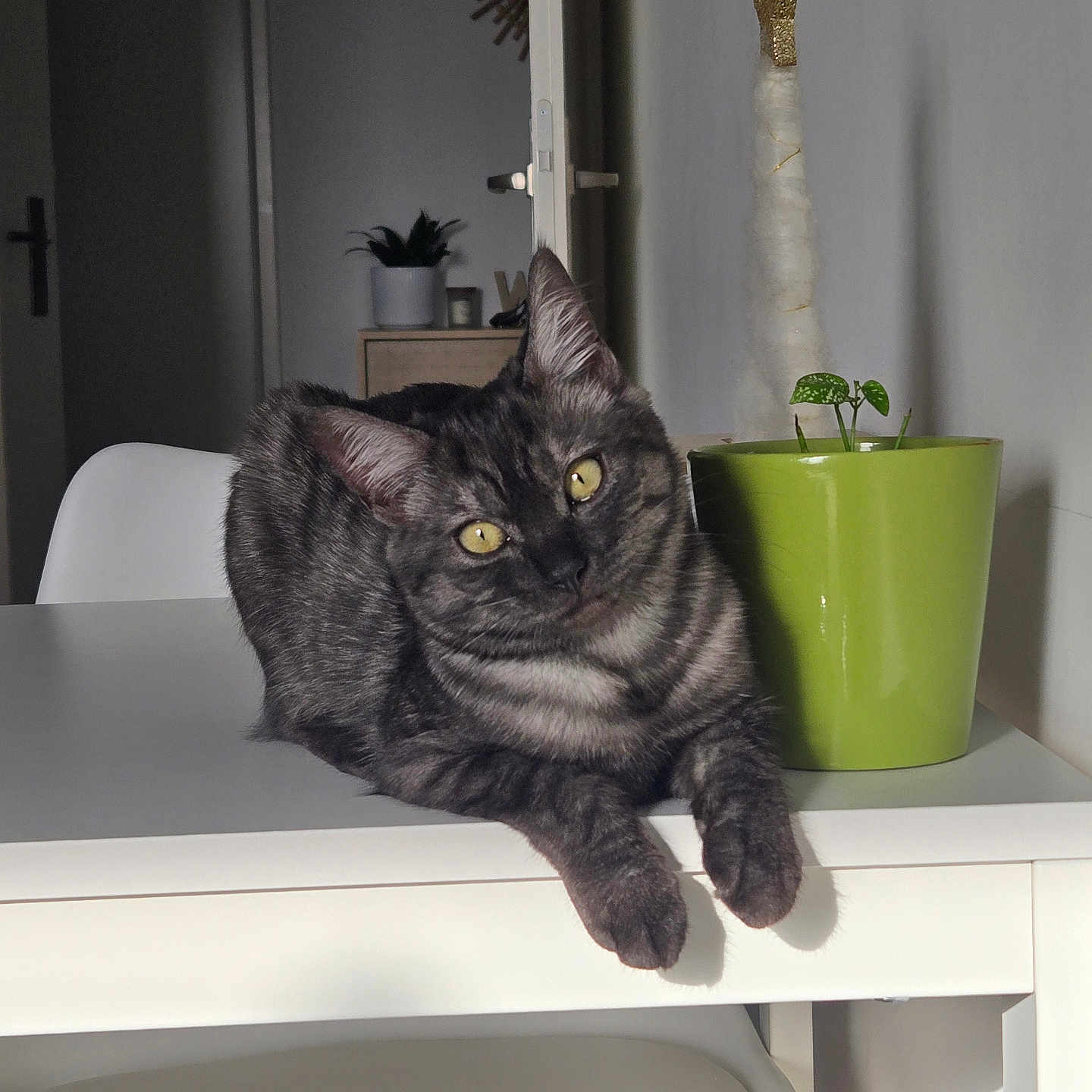 Naya