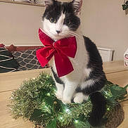 Bandit a rejoint le concours — aidez-le/la à gagner de superbes lots ! cat, black_and_white, bow, red_bow, wreath, holiday_decor, indoor, table, wooden_table, plant, greenery, lights, decorative, pet, feline, domestic_cat, cozy, cute, sitting, festive