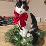 cat, black_and_white, bow, red_bow, wreath, holiday_decor, indoor, table, wooden_table, plant, greenery, lights, decorative, pet, feline, domestic_cat, cozy, cute, sitting, festive