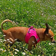 Winnie a rejoint le concours — aidez-le/la à gagner de superbes lots ! dog, small_dog, brown_dog, pink_harness, grass, wildflowers, greenery, outdoor, nature, meadow, sunny, pet, canine, sniffing, side_view, animal, daytime, field, flora, spring