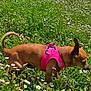 dog, small_dog, brown_dog, pink_harness, grass, wildflowers, greenery, outdoor, nature, meadow, sunny, pet, canine, sniffing, side_view, animal, daytime, field, flora, spring