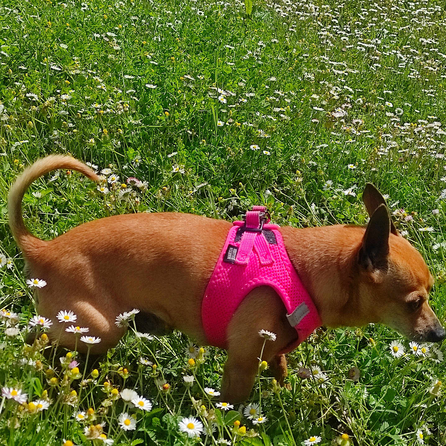 Winnie a rejoint le concours — aidez-le/la à gagner de superbes lots ! animal, brown_dog, canine, daytime, dog, field, flora, grass, greenery, meadow, nature, outdoor, pet, pink_harness, side_view, small_dog, sniffing, spring, sunny, wildflowers