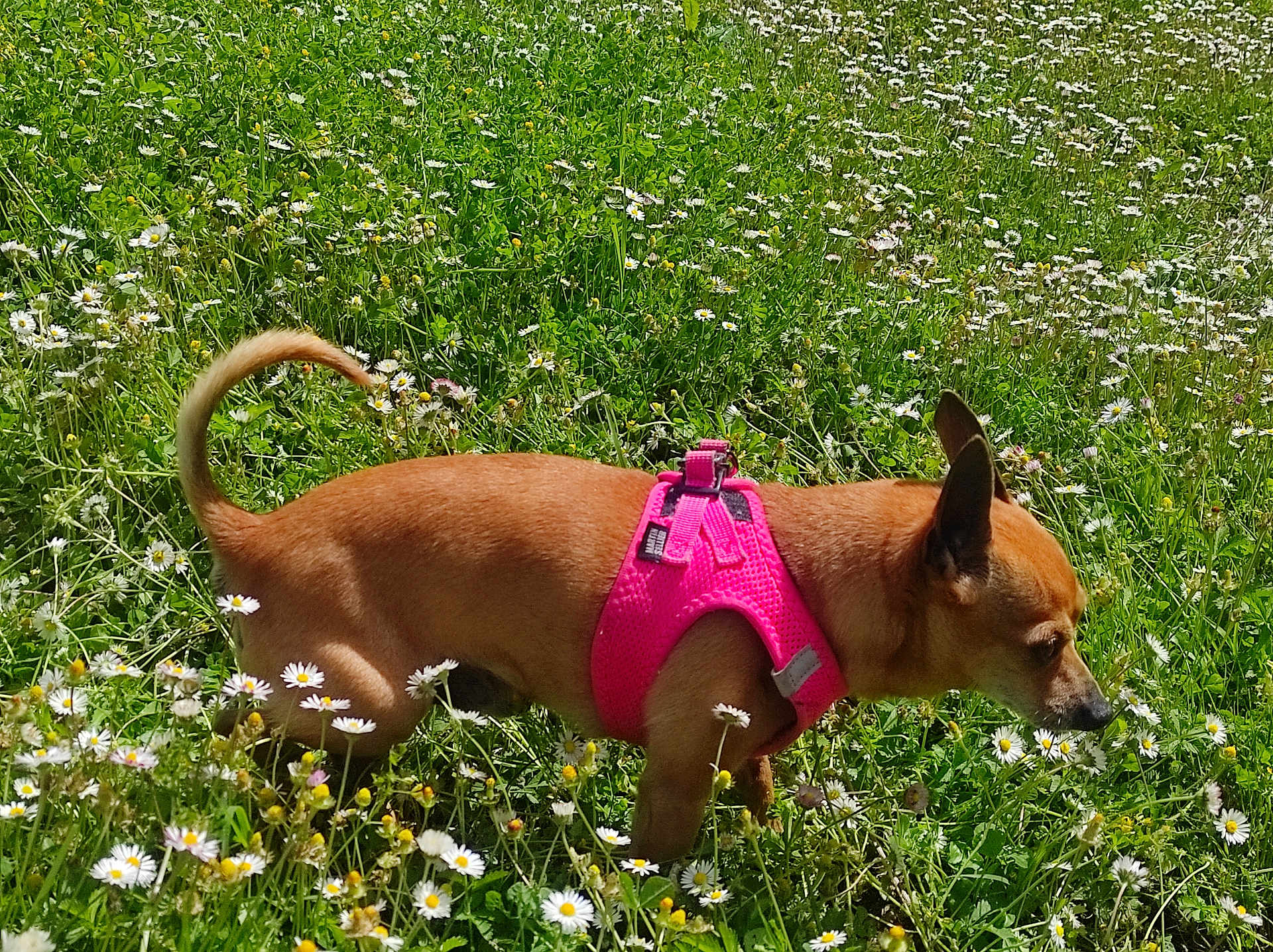 Winnie
