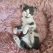 Gabi participe au concours pour gagner de l'argent avec cette photo : kitten, cat, pet, animal, furry, cute, lying_down, pink_rug, fluffy, relaxed, paws, indoor, cozy, sleepy, young, domestic_cat, whiskers, fur, small, resting