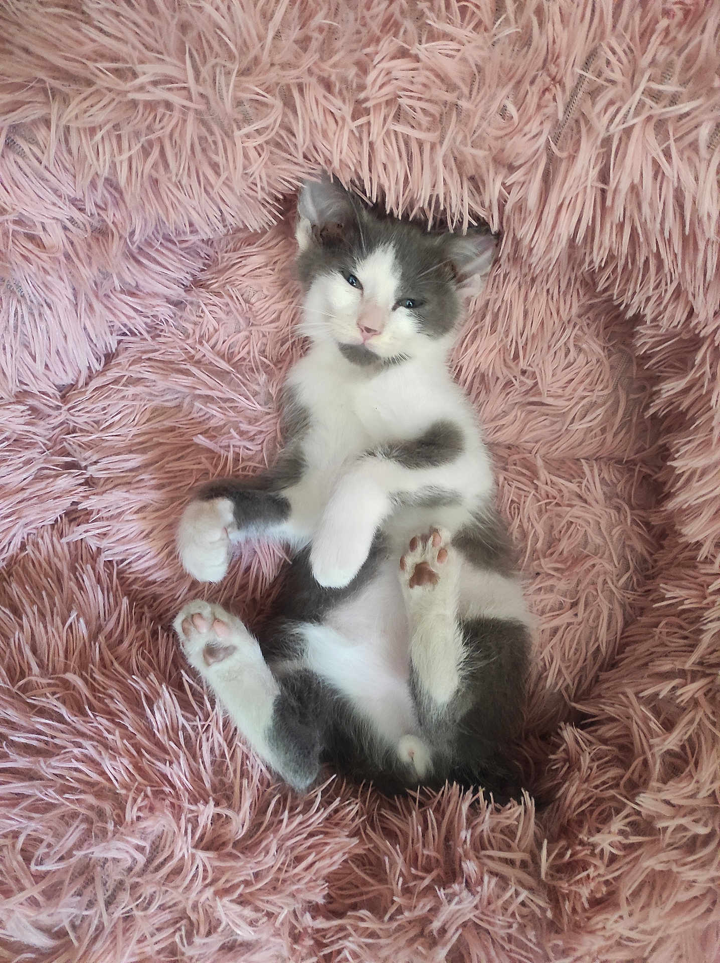 Gabi participe au concours pour gagner de l'argent avec cette photo : kitten, cat, pet, animal, furry, cute, lying_down, pink_rug, fluffy, relaxed, paws, indoor, cozy, sleepy, young, domestic_cat, whiskers, fur, small, resting