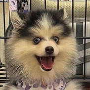 Holly joined the competition — help win amazing prizes! dog, puppy, fluffy, small_dog, open_mouth, tongue, teeth, happy, smiling, front_view, close_up, portrait, fur, cream_fur, brown_fur, pointed_ears, playpen, indoor, pet, cute