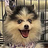 dog, puppy, fluffy, small_dog, open_mouth, tongue, teeth, happy, smiling, front_view, close_up, portrait, fur, cream_fur, brown_fur, pointed_ears, playpen, indoor, pet, cute