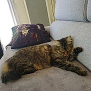 Twiny a rejoint le concours — aidez-le/la à gagner de superbes lots ! animal, cat, couch, cozy, cute, decor, domestic, fabric, furniture, grey, home, indoor, pet, pillow, portrait, relaxing, resting, sleeping, soft, tabby