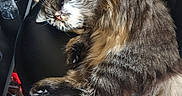 Twiny participe au concours pour gagner de l'argent avec cette photo : bar_stool, black_leather, cat, cozy, domestic_animal, fluffy, fur, furniture, glass_bottles, home, indoor, paw, pet, relaxed, resting, shelf, sleeping, tail, tile_floor, whiskers