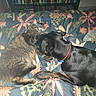 Twiny participe au concours pour gagner de l'argent avec cette photo : animal, bed, black_dog, blanket, bookshelf, cat, collar, companionship, cozy, dog, domestic, dvd, flash_reflection, floral_pattern, furniture, indoor, nuzzling, pet, quilt, tabby_cat