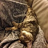 Twiny participe au concours pour gagner de l'argent avec cette photo : animal, blanket, cat, comfortable, couch, cozy, cute, domestic, feline, fur, indoor, mammal, nap, pet, relaxed, resting, sleeping, soft, tabby, whiskers