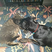 Tweny participe au concours pour gagner de l'argent avec cette photo : animal, bedspread, black_dog, bookshelf, cat, collar, companion, cozy, curious, dog, dvd, flash, floral_pattern, furniture, home, indoor, interaction, pet, reflection, tabby_cat