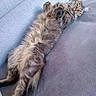 animal, cat, couch, cozy, cute, domestic_animal, feline, fluffy, fur, gray_cat, home, indoor, lazy, paw, pet, relaxed, resting, sleepy, tabby, whiskers