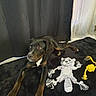 animal, black, black_rug, brown, companion, curtain, cute, dog, domestic_animal, floor_tile, indoor, looking_away, lying_down, pet, pet_toy, plush_toy, relaxed, rope_toy, sheer_curtain, toy