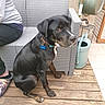animal, black_dog, casual_clothing, chair, collar, companion, dog, domestic_animal, footwear, furniture, garden_tools, name_tag, outdoor, patio, person_partial, pet, relaxed, sitting, watering_can, wooden_deck