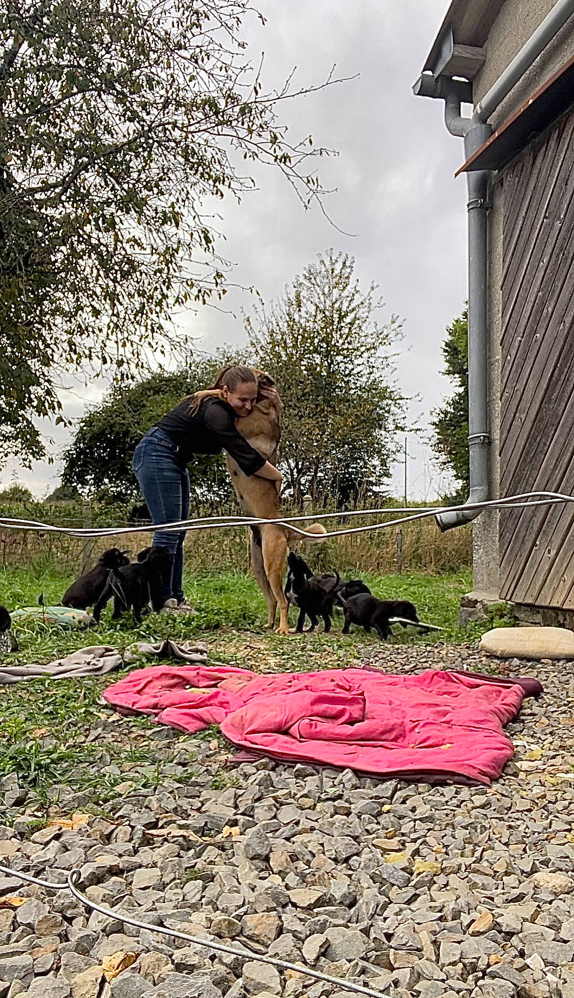 Taya participe au concours pour gagner de l'argent avec cette photo : bag, carnivore, companion_dog, dog, flooring, grass, grass_family, landscape, lawn, leisure, luggage_and_bags, plant, recreation, sitting, sky, sporting_group, t_shirt, tints_and_shades, tree, woody_plant