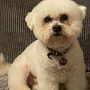 Jipsy participe au concours pour gagner de l'argent avec cette photo : dog, white_fur, fluffy, bichon, pet, collar, dog_tag, portrait, sitting, indoor, couch, upholstery, paw, cute, groomed, face, nose, eyes, fur_texture, home