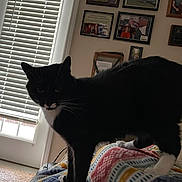 Oreo joined the competition — help win amazing prizes! animal, architecture, building, cat, couch, curtain, face, furniture, hardwood, head, homedecor, indoors, interiordesign, manx, person, pet, photoframe, window, windowshade, wood