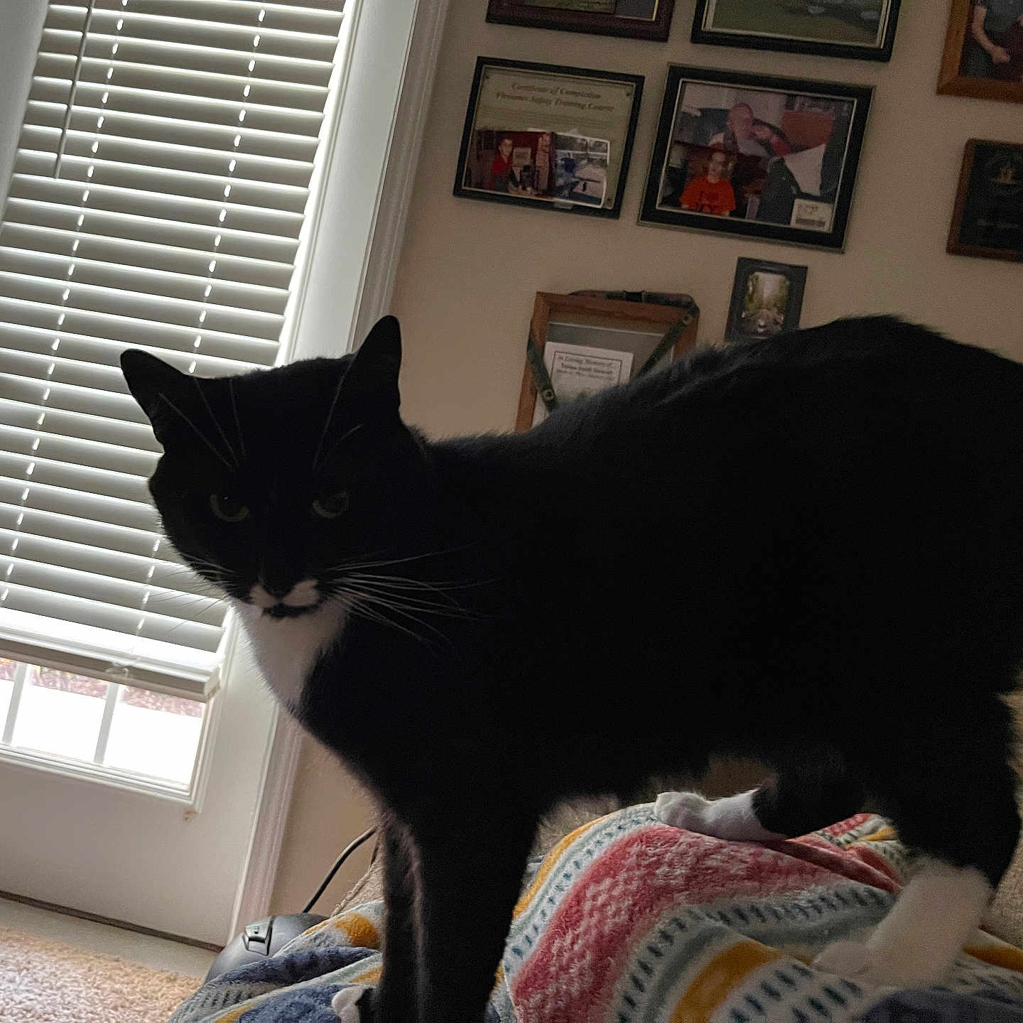 Oreo