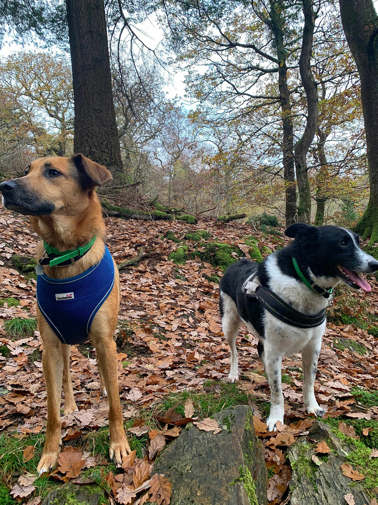 Arrow And Millie is registered to the contest to win money with this photo: dog, forest, autumn, leaves, tree, outdoor, nature, animal, canine, moss, rock, harness, green_collar, brown_dog, black_and_white_dog, walking, park, daylight, scenery, woods
