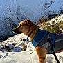 Arrow And Millie joined the competition — help win amazing prizes! dog, snow, outdoor, animal, pet, winter, jacket, leash, nature, mountain, grass, cold, fur, side_view, profile, standing, daylight, scenery, canine, adventure