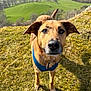 Arrow And Millie is registered to the contest to win money with this photo: dog, canine, pet, outdoor, grass, harness, nature, landscape, greenery, hill, animal, mammal, snout, ears, eyes, shadow, walking, daylight, closeup, curious