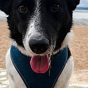 Arrow is registered to the contest to win money with this photo: dog, black_and_white, tongue_out, harness, close_up, beach, sand, sky, cloudy, pet, animal, canine, sitting, outdoor, cute, friendly, fur, portrait, muzzle, ears