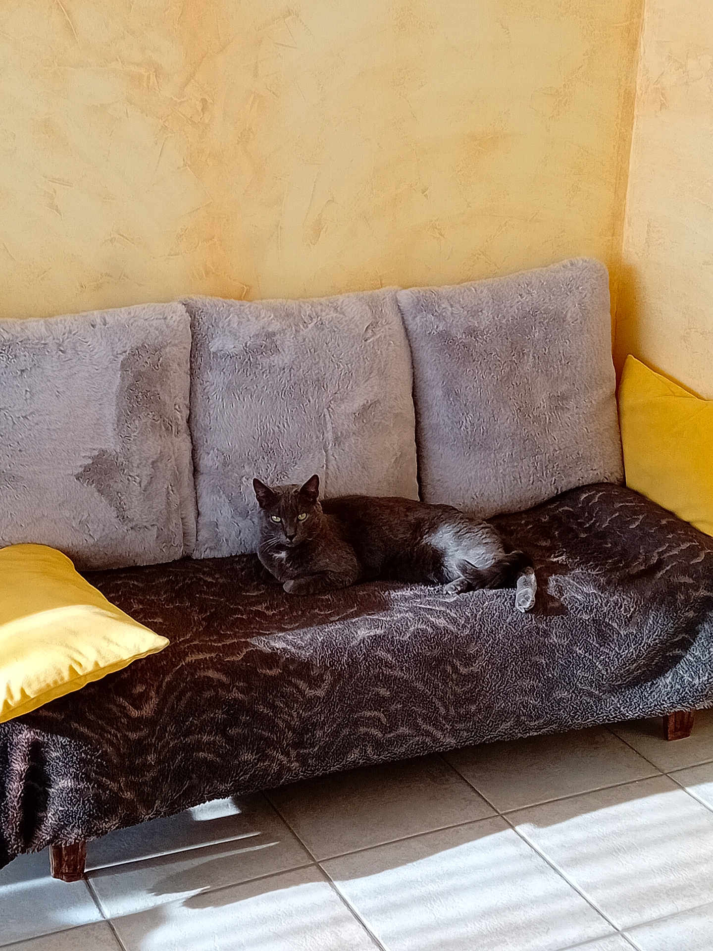 Pépère a rejoint le concours — aidez-le/la à gagner de superbes lots ! cat, sofa, cushion, pillow, gray_cat, yellow_pillow, furniture, indoor, sunlight, relaxing, pet, cozy, blanket, floor_tile, home, resting, domestic_animal, living_room, animal, comfortable