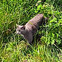 Pépère a rejoint le concours — aidez-le/la à gagner de superbes lots ! cat, gray_cat, grass, greenery, plants, outdoor, nature, animal, feline, stealth, wildlife, mammal, walking, leafy, summer, daylight, close_up, curious, field, flora