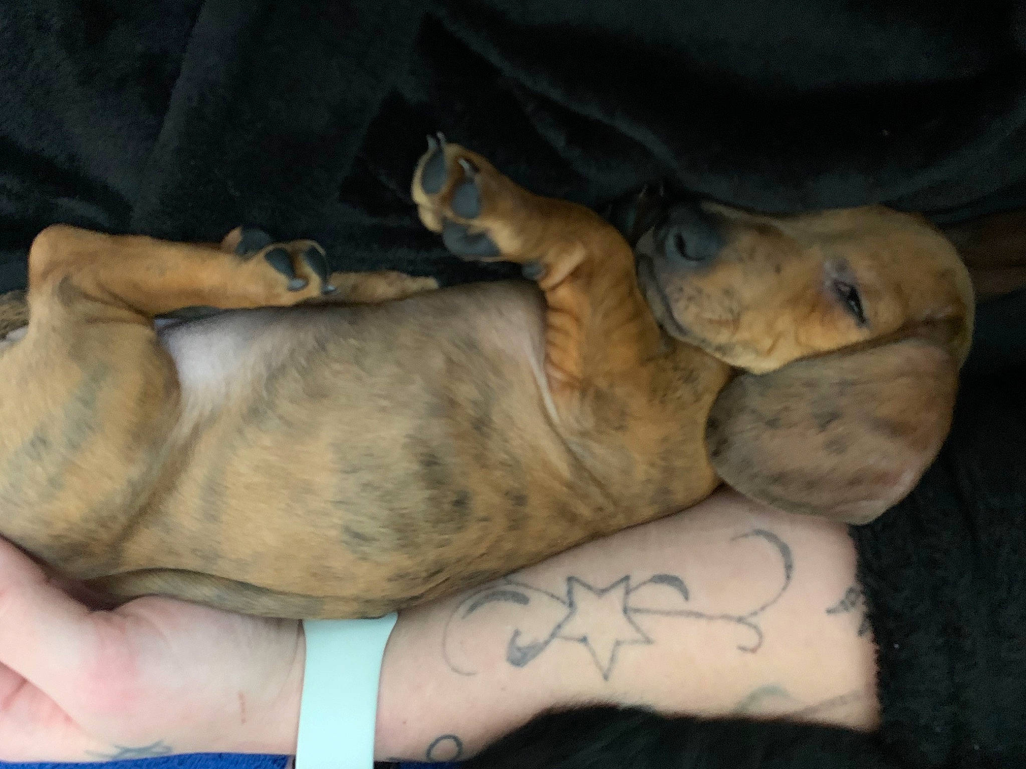 Mayham joined the competition — help win amazing prizes! barefoot, canidae, carnivore, comfort, companion_dog, dog, dog_breed, elbow, fawn, foot, fur, human_leg, knee, paw, snout, sporting_group, terrestrial_animal, thigh, whiskers, wrist