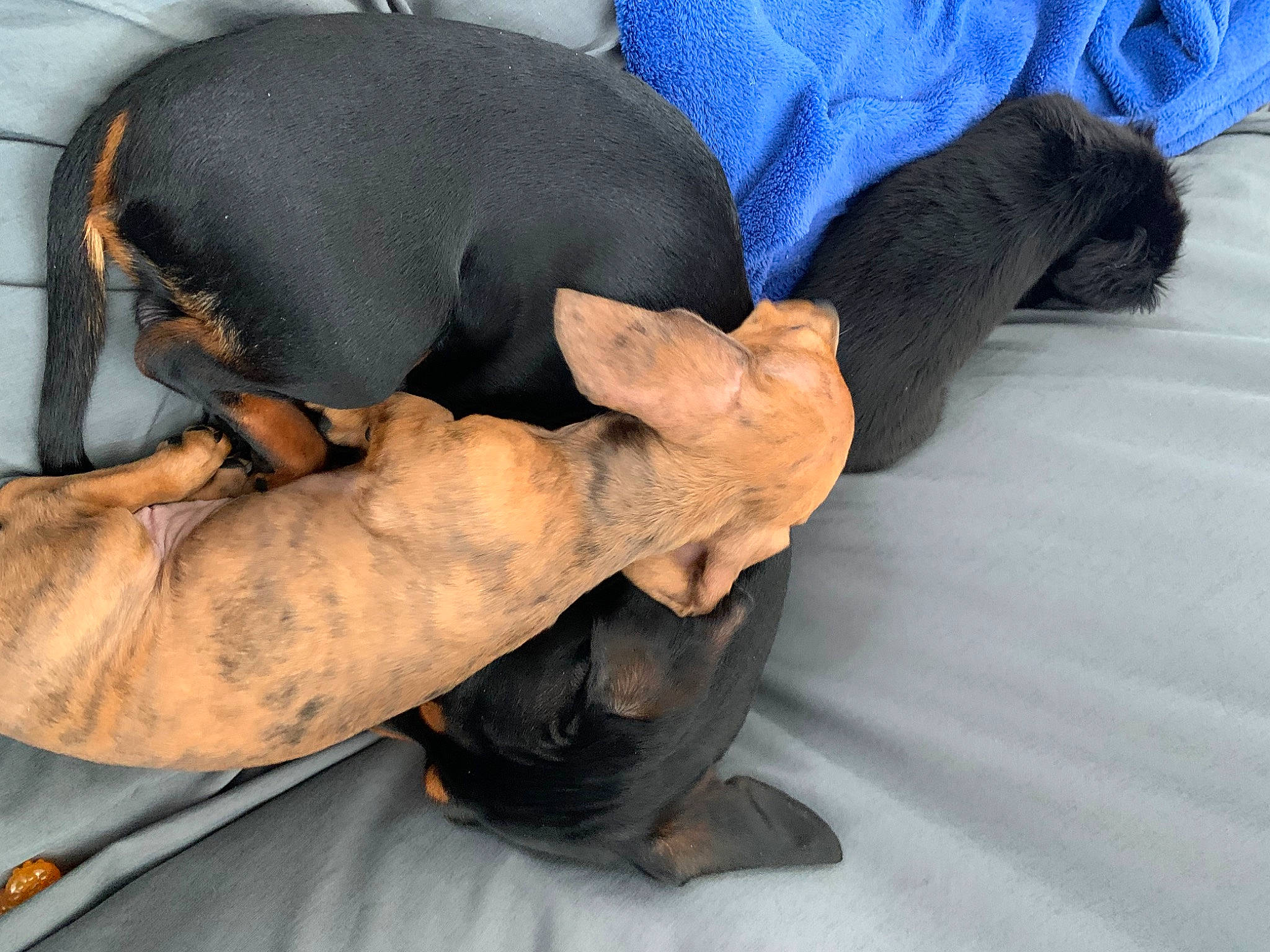 Mayham is registered to the contest to win money with this photo: canidae, carnivore, comfort, companion_dog, dog, dog_breed, fawn, foot, gesture, guard_dog, human_leg, nail, nap, paw, snout, sporting_group, thumb, toy_dog, working_animal, wrist