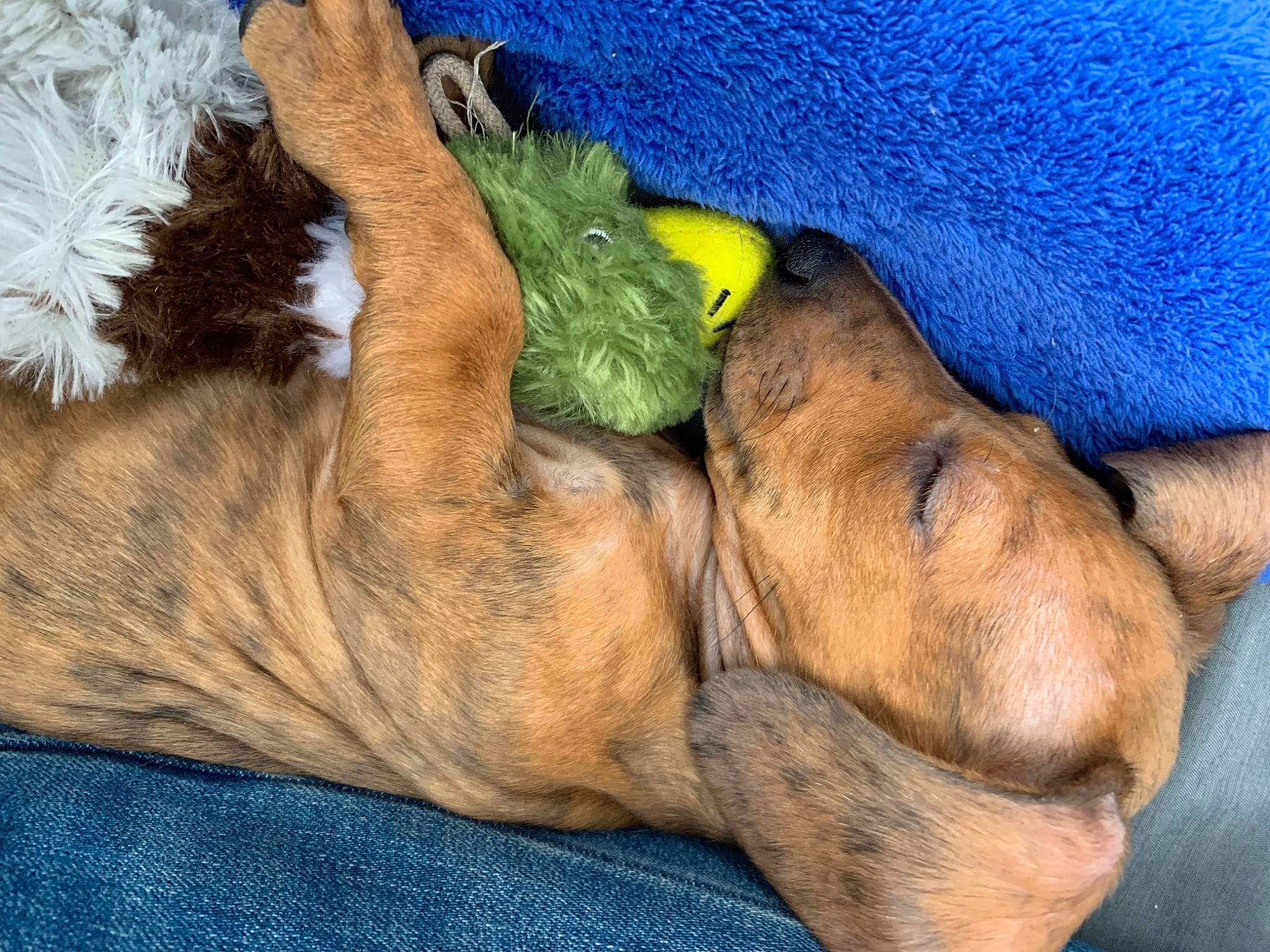 Mayham joined the competition — help win amazing prizes! canidae, carnivore, comfort, companion_dog, dog, dog_breed, fawn, felidae, foot, fur, gesture, human_leg, nap, paw, snout, sporting_group, tail, whiskers, wildlife, wrinkle