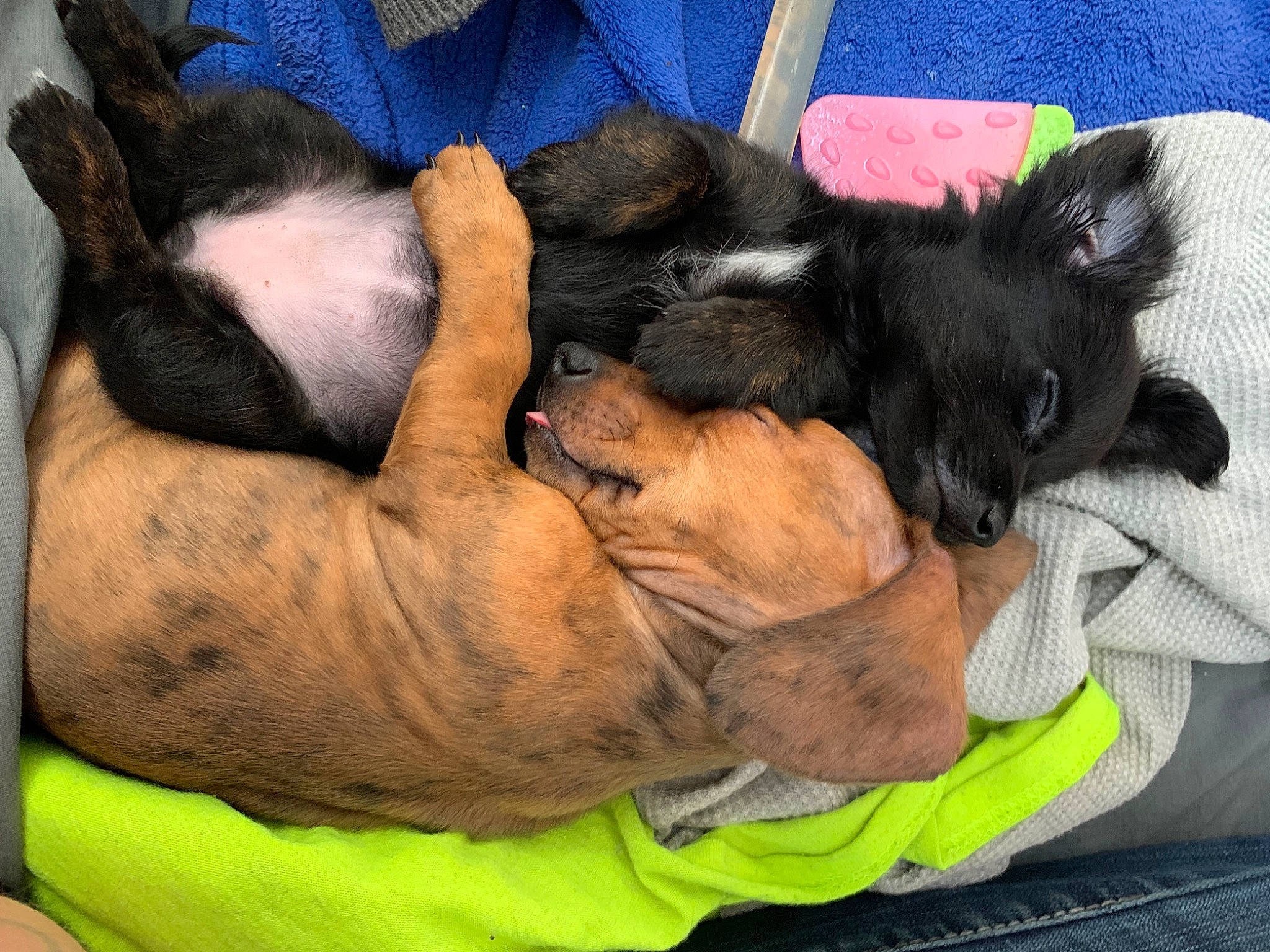 Mayham is registered to the contest to win money with this photo: canidae, carnivore, comfort, companion_dog, dog, dog_breed, fawn, fur, guard_dog, liver, mammal, nap, paw, sleep, snout, sporting_group, tail, toy_dog, vertebrate, working_animal