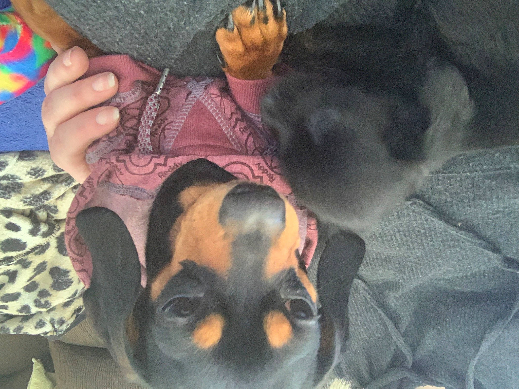 Monster is registered to the contest to win money with this photo: black_hair, carnivore, comfort, companion_dog, cool, dog, dog_breed, eyewear, fawn, foot, fun, gesture, hat, human_leg, nail, snout, sunglasses, thumb, toy_dog, wrist