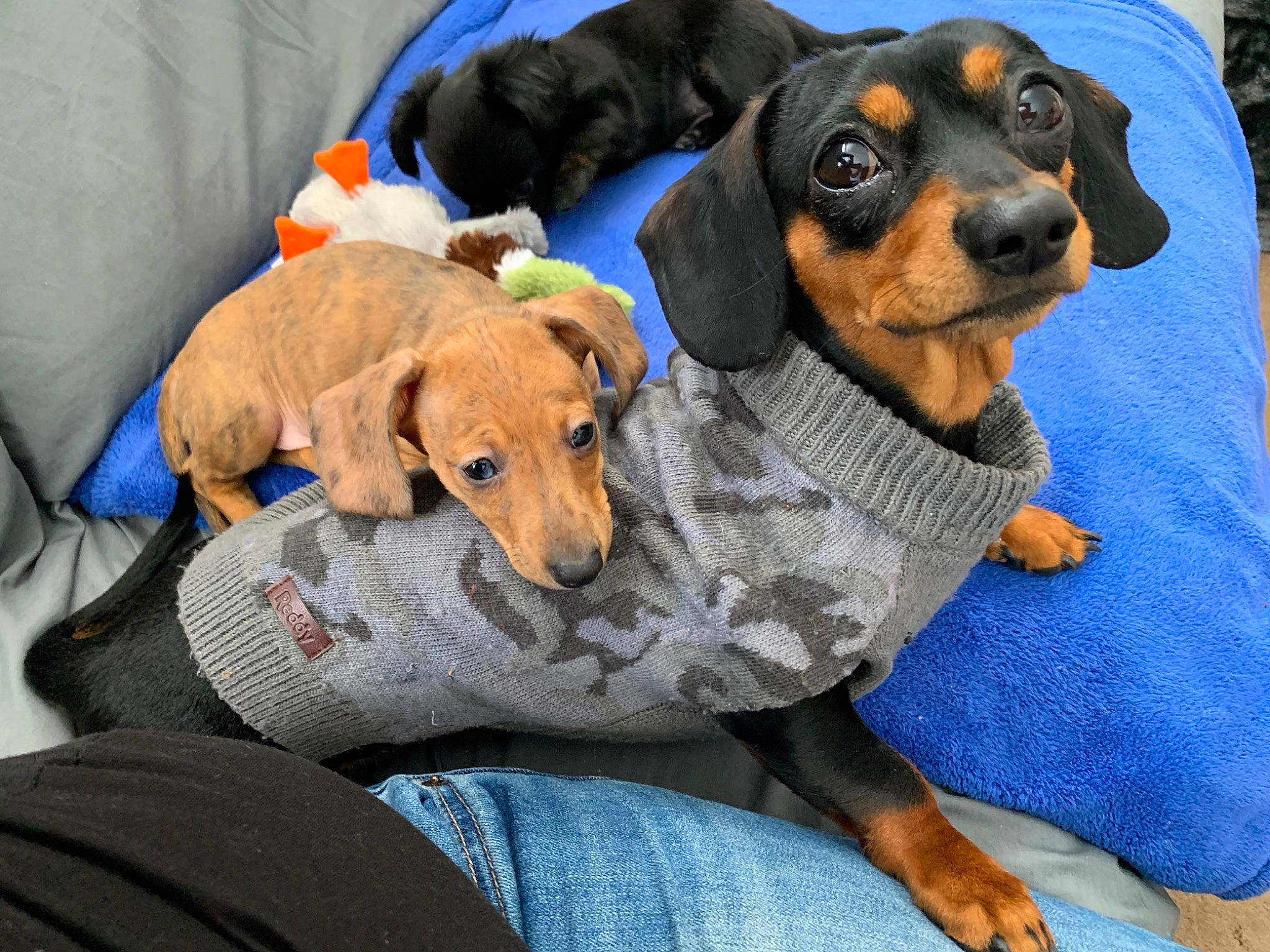 Monster is registered to the contest to win money with this photo: canidae, carnivore, collar, comfort, companion_dog, dog, dog_bed, dog_breed, dog_clothes, dog_supply, fawn, hound, mammal, pet_supply, scent_hound, sporting_group, toy_dog, vertebrate, working_animal, working_dog