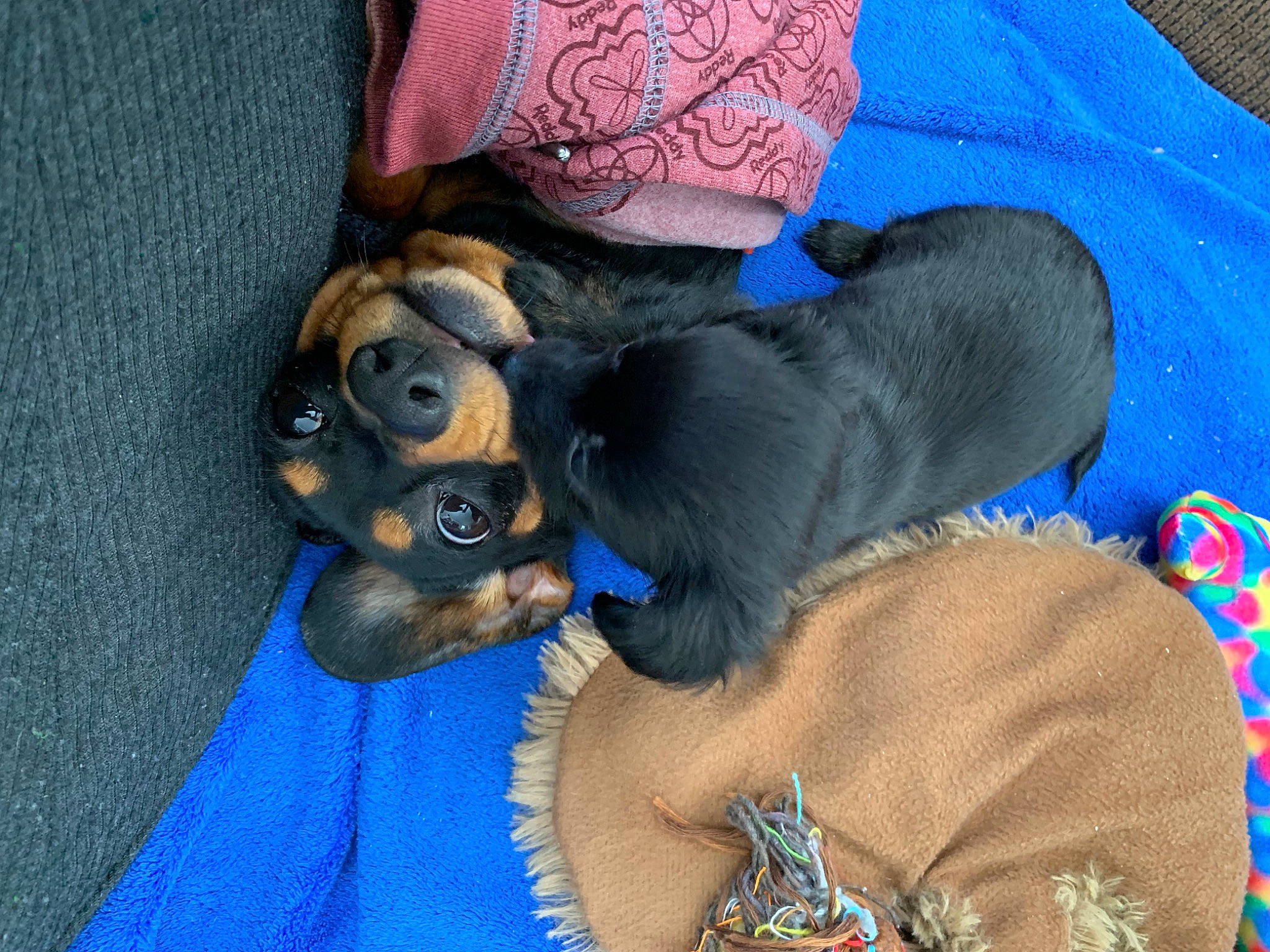 Monster is registered to the contest to win money with this photo: blue, canidae, carnivore, comfort, companion_dog, dog, dog_breed, dog_supply, electric_blue, fawn, fur, nap, non_sporting_group, paw, puppy, sporting_group, toy_dog, working_animal