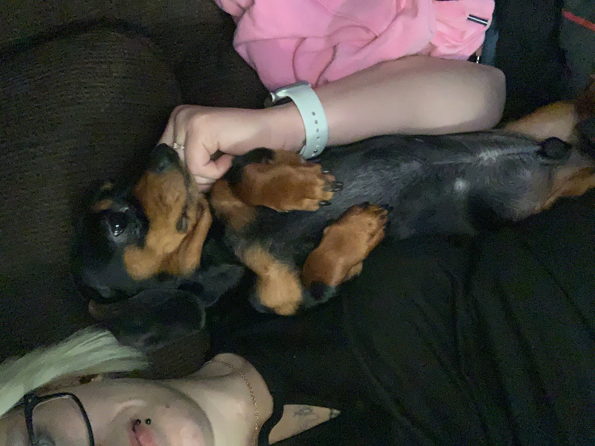 Monster joined the competition — help win amazing prizes! canidae, carnivore, comfort, companion_dog, dog, dog_breed, fawn, fur, guard_dog, lap, nail, paw, puppy, puppy_love, snout, sporting_group, toy_dog, vertebrate, working_animal, wrist